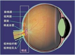 专家教你认识早泄